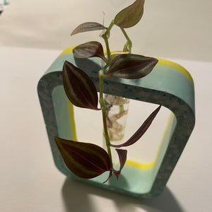 Plant propagation piece with dark leaves on a light-colored surface.