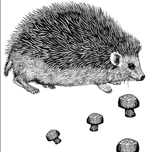 Black and white illustration of a hedgehog with mushrooms on a white background.