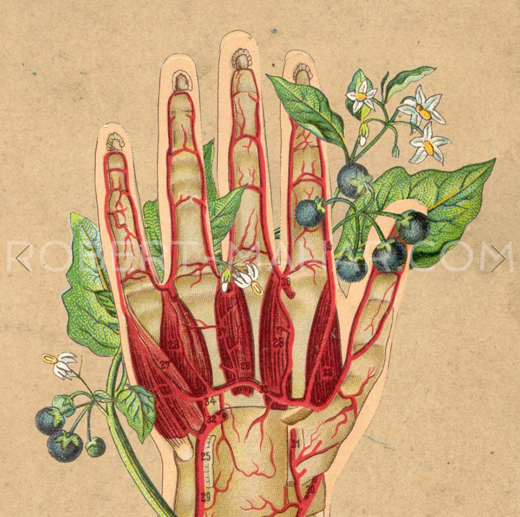 Embroidered pattern of a anatomical rendering of a hand with an illustration of Nightshade behind it. 