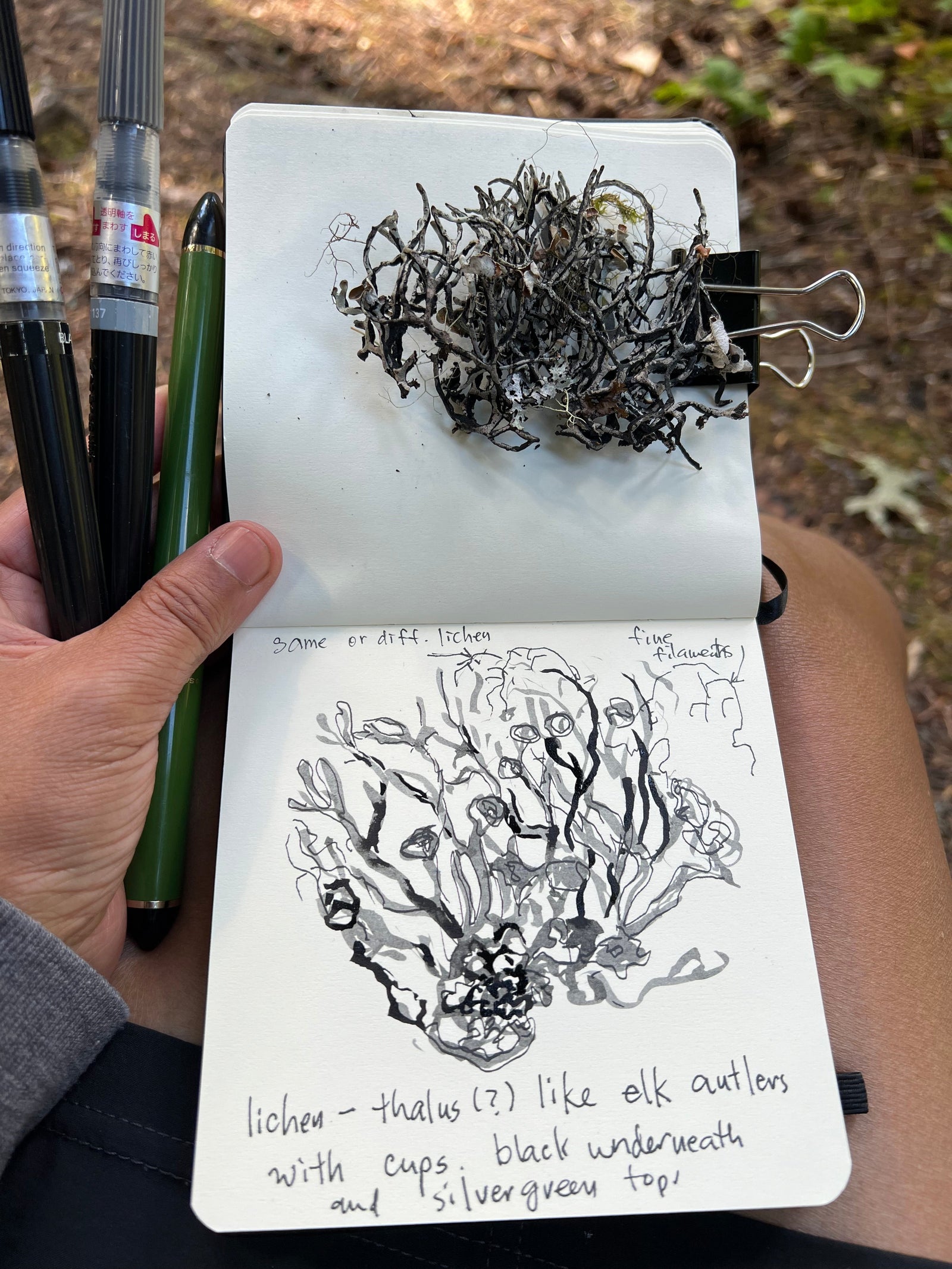 DRAWING CLASS: Keeping a Nature Journal