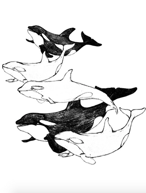 Shirt - Orcas Charlie (Supermaggie) Charcoal