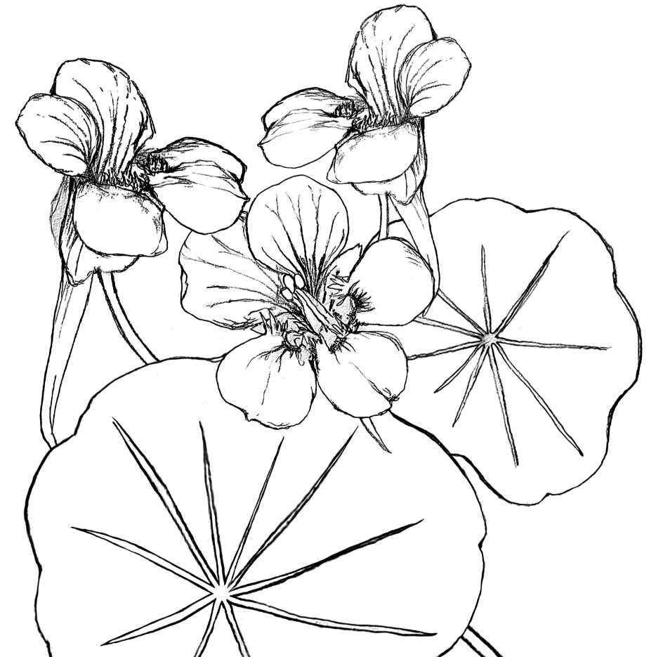 Sweatshirt - Nasturtiums - Pia - Blueberry