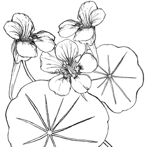 Sweatshirt - Nasturtiums - Pia - Blueberry