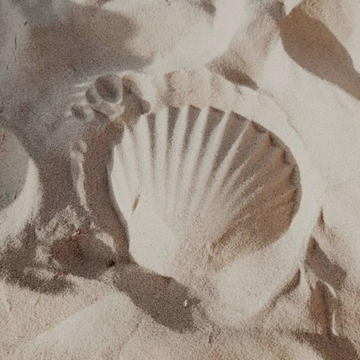 Scallop Necklace - handmade nautical scallop shell curve necklace - Foamy Wader